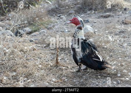 tacchino dal volto rosso con piume bianche e nere che passeggiano nel campo Foto Stock