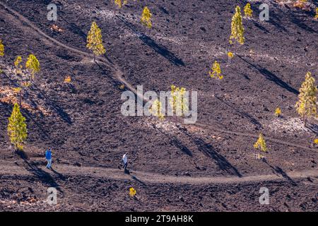 Pini delle isole Canarie (Pinus canariensis), Mirador de Chio, Parco Nazionale del Teide, Tenerife, Isole Canarie, Spagna Foto Stock