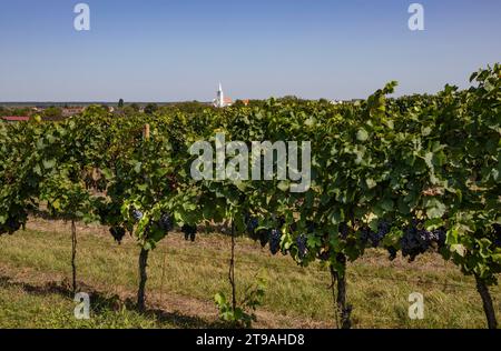 Vigneti, comunità viticola di Blaufraenkischland, Deutschkreutz, Burgenland, Austria Foto Stock