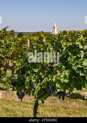 Vigneti, comunità viticola di Blaufraenkischland, Deutschkreutz, Burgenland, Austria Foto Stock