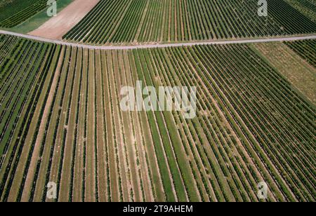 Fotografia di droni, vigne, strade che attraversano vigne, viti di fila, dall'alto, Deutschkreutz, Blaufraenkischland, Burgenland, Austria Foto Stock