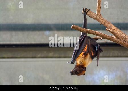 Pipistrello dormiente su un albero. Mazza dalle orecchie corte nello zoo di Wilhelma, nella Germania meridionale, Stoccarda Foto Stock