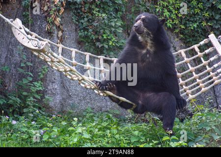 Un grande orso nero che oscilla su un'amaca nello zoo di Wilhelma a Stoccarda, Germania meridionale Foto Stock