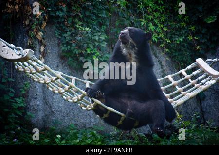 Un grande orso nero che oscilla su un'amaca nello zoo di Wilhelma a Stoccarda, Germania meridionale Foto Stock