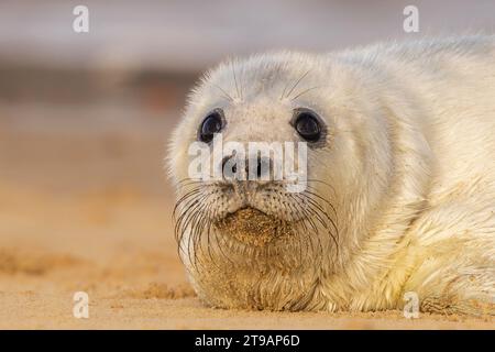 Cucciolo di foca più CARINO di sempre IN INGHILTERRA UN ADORABILE sigillo può essere visto con l'espressione più appagante di pisolini sulle rive di Horsey Gap, Norfolk. Scattato Foto Stock