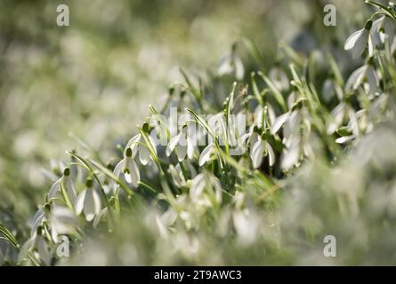 Gocce di neve Galanthus nivalis, una sezione di un tappeto di fiori lungo una banchina nel bosco, febbraio Foto Stock