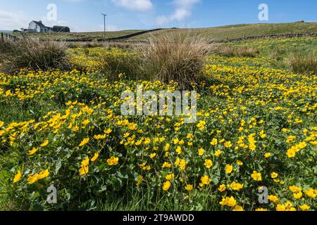 Marsh Marigolds Caltha palustris, fiori gialli dorati che fioriscono in un prato a Upper Teesdale, North Pennines, Co Durham, maggio Foto Stock