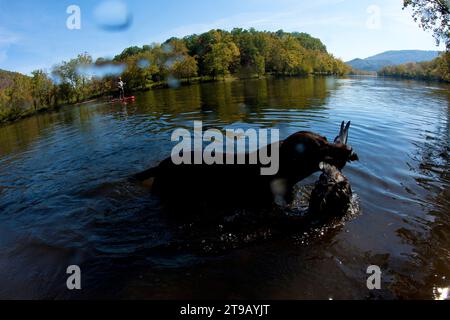 Cane che prende un'anatra morta da un fiume con un paddle boarder in piedi sullo sfondo. Foto Stock