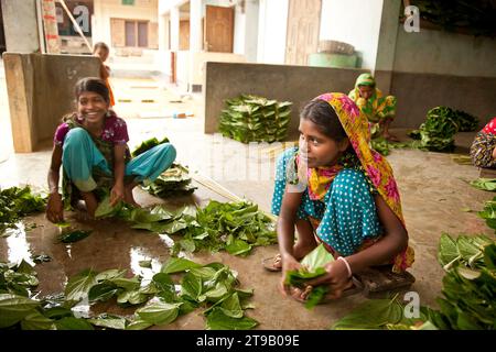 Betel Leaf Production, Bangladesh Foto Stock