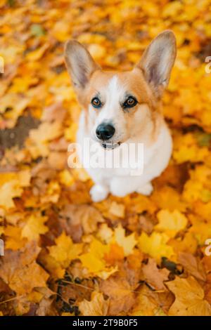 Cane Corgi seduto su un tappeto di foglie autunnali gialle d'acero Foto Stock