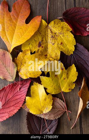 vivace pila di foglie su sfondo di legno Foto Stock