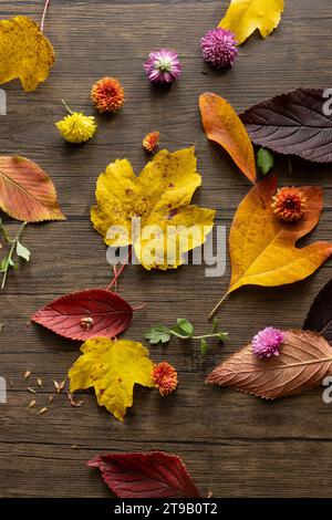 piatto di foglie e mamme colorate e vivaci Foto Stock