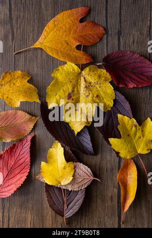 strato piatto di foglie autunnali vibranti su uno sfondo di legno Foto Stock