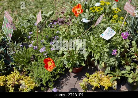 CARAVINO, ITALIA - 28 APRILE 2023: Piante e fiori in primavera in vendita durante la fiera tre giorni per il Giardino al Castello Masino vicino Torino. Foto Stock