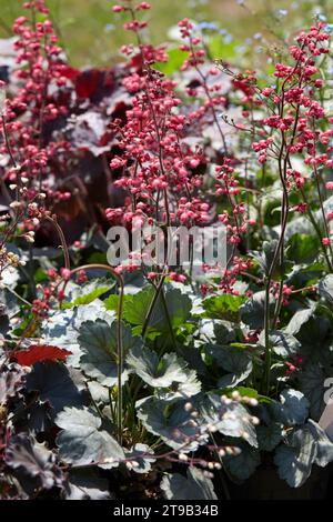 Campane di corallo, piante ibride Heuchera e fiori in primavera, luce del sole Foto Stock