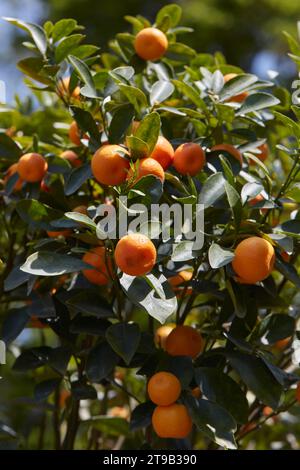 Agrumi madurensis o pianta di agrumi mitis con frutti in primavera, luce del sole Foto Stock