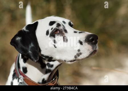 Ritratto laterale di una giovane dalmata ad Alcoi, Spagna Foto Stock