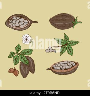 Set di parti di impianto di Cocoa Tree Illustrazione Vettoriale