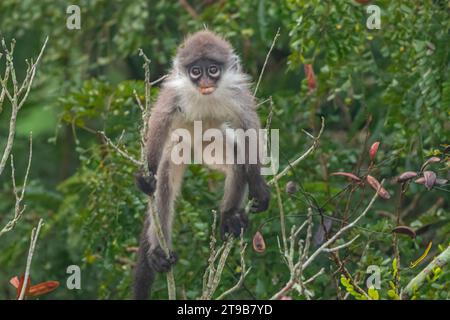 Una scimmia giovanile a foglia di Dusky o langur spettrato (Trachypithecus obscurus) che si nutrono di alberi in Malesia. Foto Stock