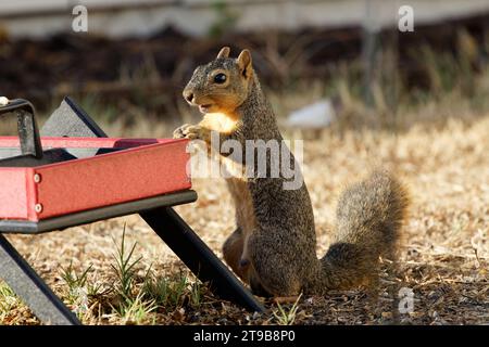 Un piccolo scoiattolo grigio arroccato su una scrivania di legno, con una scatola aperta accanto ad essa Foto Stock