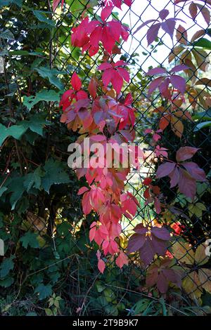 Primo piano di foglie rosa colorate di viti vergini su una recinzione Foto Stock