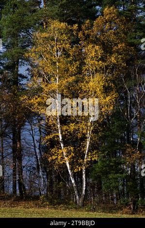 Colorato fogliame autunnale. Betulla con foglie gialle stagionali nella pineta. Foto Stock