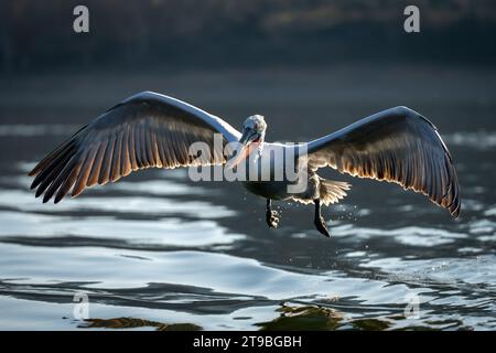 Pelican vola retroilluminato spargendo le ali sul lago Foto Stock