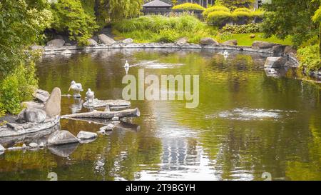 Pellicani bianchi sul lago con cespugli, alberi. Gregge di famiglia di uccelli in natura. Fauna selvatica esotica. Foto Stock