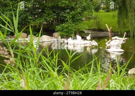 Pellicani bianchi sul lago con cespugli, alberi. Gregge di famiglia di uccelli in natura. Fauna selvatica esotica. Foto Stock