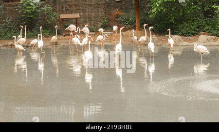 Pellicani bianchi sul lago con cespugli, alberi. Gregge di famiglia di uccelli in natura. Fauna selvatica esotica. Foto Stock