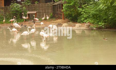 Pellicani bianchi sul lago con cespugli, alberi. Gregge di famiglia di uccelli in natura. Fauna selvatica esotica. Foto Stock