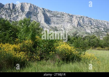 Fioritura della scopa spagnola, Sparticum junceum, di fronte alla montagna di Montagne Sainte Victoire o alla riserva naturale vicino ad Aix-en-Provence, Francia Foto Stock