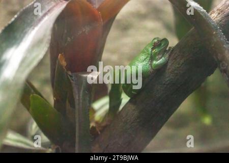 Common Tree Frog, Hyla arborea, su un ramo secco in un terrarium da vicino. Animale raro dell'Europa occidentale. Foto Stock