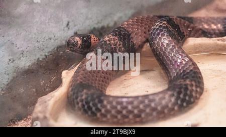 Oriental Dinodon, Lycodon orientalis, una specie di serpente della famiglia delle alghe, in un terrarium da vicino. Animale velenoso raro giapponese. Foto Stock