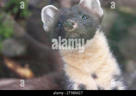 Martora europea di pino, pinna gialla, marte marte Martes, mammifero della famiglia mustelide, primo piano. Nel parco nazionale. Foto Stock