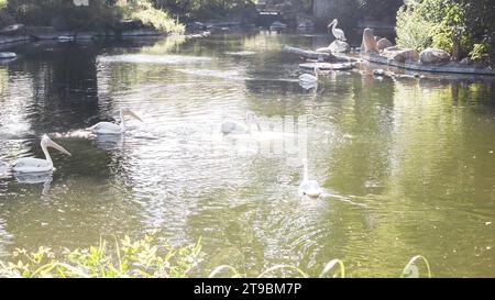 Pellicani bianchi sul lago con cespugli, alberi. Gregge di famiglia di uccelli in natura. Fauna selvatica esotica. Foto Stock