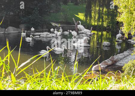 Pellicani bianchi sul lago con cespugli, alberi. Gregge di famiglia di uccelli in natura. Fauna selvatica esotica. Foto Stock