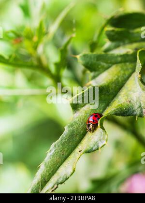 Vista ad angolo elevato della coccinella sulla foglia Foto Stock