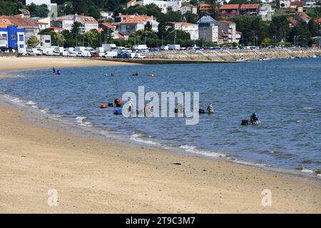 Cacciatori di molluschi nella costa caraminale di Pobra do (Ria de Arosa). A Coruna, Galizia, Spagna. Foto Stock