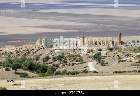 Volubilis, città berbera e romana (dal 3th ° secolo AC al 11th ° secolo AC), Patrimonio dell'Umanità. Meknes, Marocco. Foto Stock