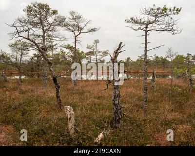 Nel mezzo della tranquillità della palude, l'albero ruvido si erge alto, una testimonianza vivente delle incredibili complessità della natura. Foto Stock