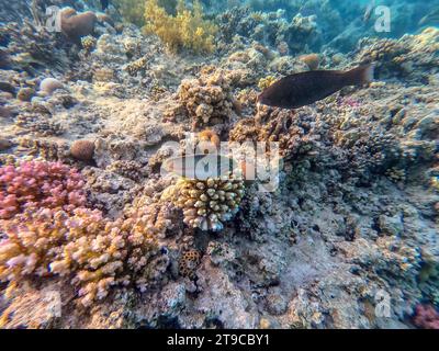 Klunzinger's wrasse noto come Thalassoma rueppellii sott'acqua presso la barriera corallina. Vita subacquea della barriera corallina con coralli e pesci tropicali. Coral Reef at Foto Stock