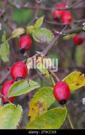 Rosehip in una foresta. Foto Stock