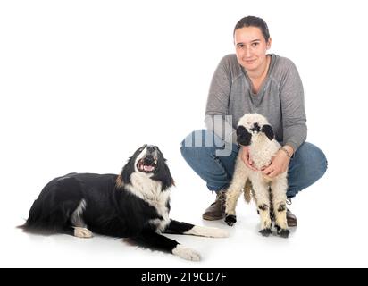 Agnello Vallese Blacknose e donna contadina di fronte a sfondo bianco Foto Stock