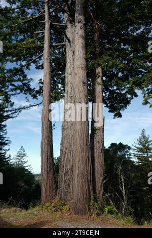 Bosco di sequoie nelle montagne di Santa Cruz Foto Stock