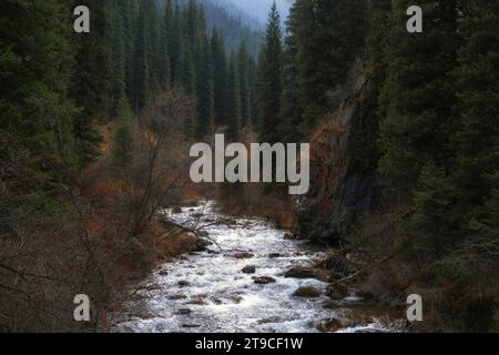 Fiume tempestoso di montagna con splendide acque e grandi massi e pietre scorre tra la foresta di abeti rossi nella gola di Turgen in Kazakistan. Foto Stock