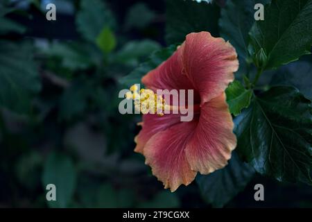 hibiscus rosa sinensis in fiore visto da vicino Foto Stock