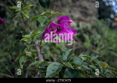 Bouganvillea in fiore vista da vicino Foto Stock