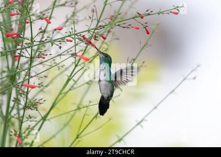 Un colibrì di zaffiro dal mento blu, Chlorestes notata, fiori rossi impollinanti che si aggirano nell'aria con colori pastello sullo sfondo Foto Stock