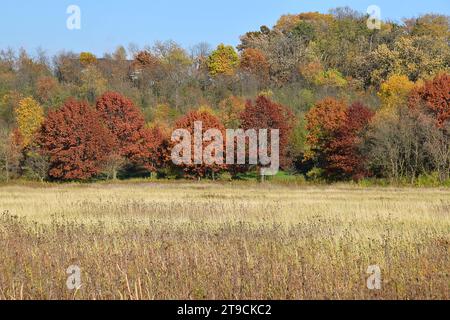 Colori autunnali lungo un sentiero escursionistico nel Wisconsin sudoccidentale Foto Stock